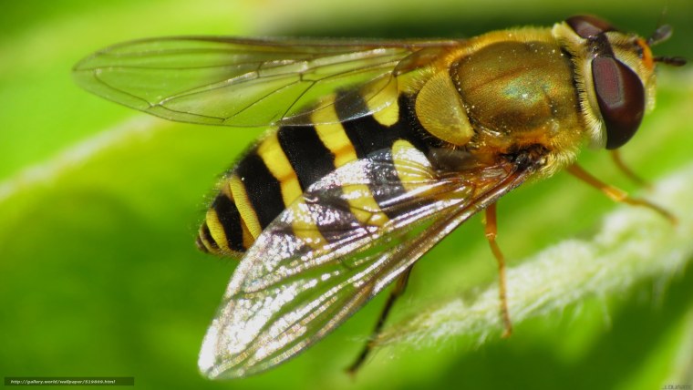 Альфонс Муха изумруд