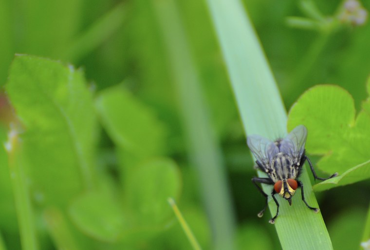 Муха на рабочий стол