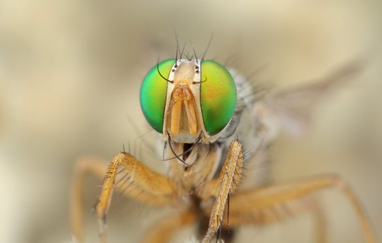 Макросъемка насекомых