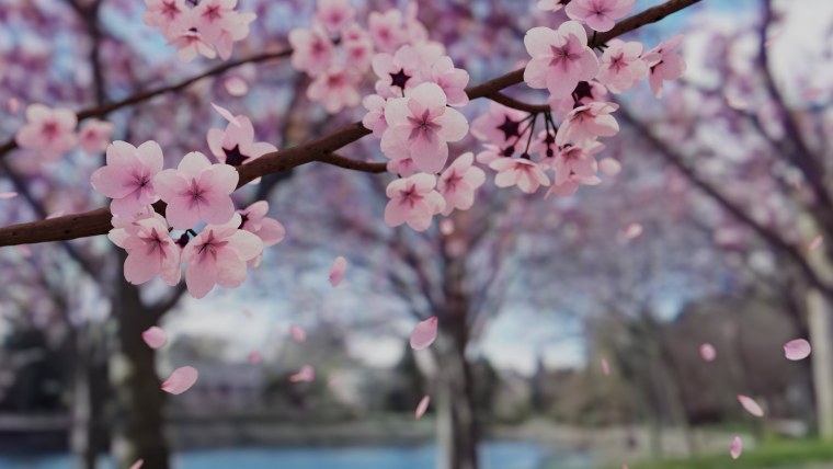 Заставка на рабочий стол Сакура