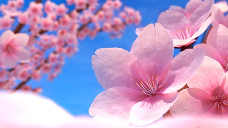 Природа цветы