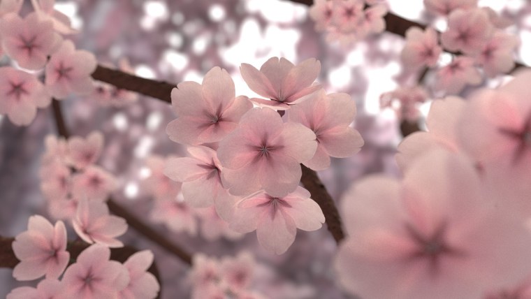 Черри блоссом коллаж