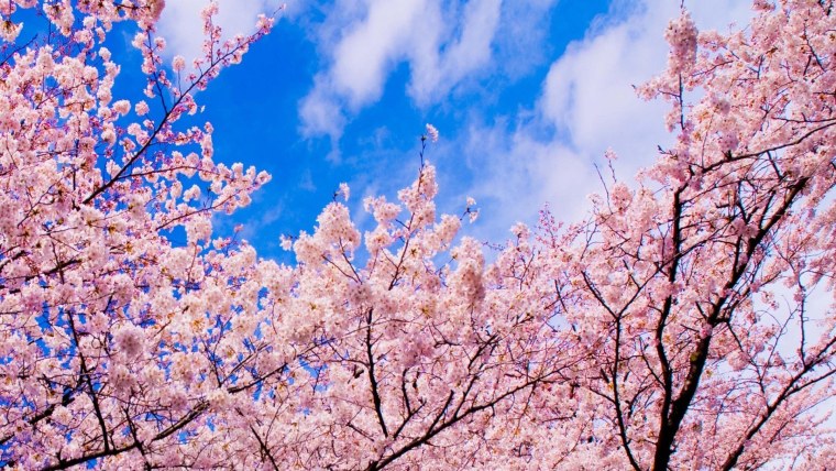 Заставка на рабочий стол Сакура