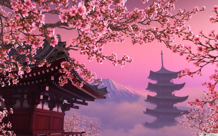 Япония Сакура