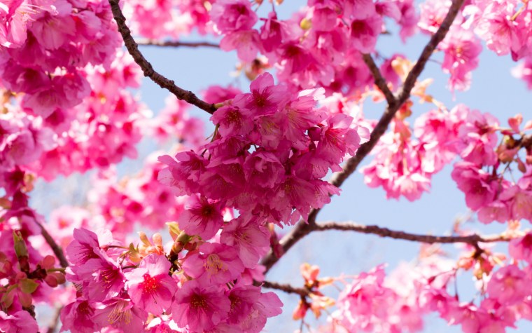 Весна цветение Сакуры