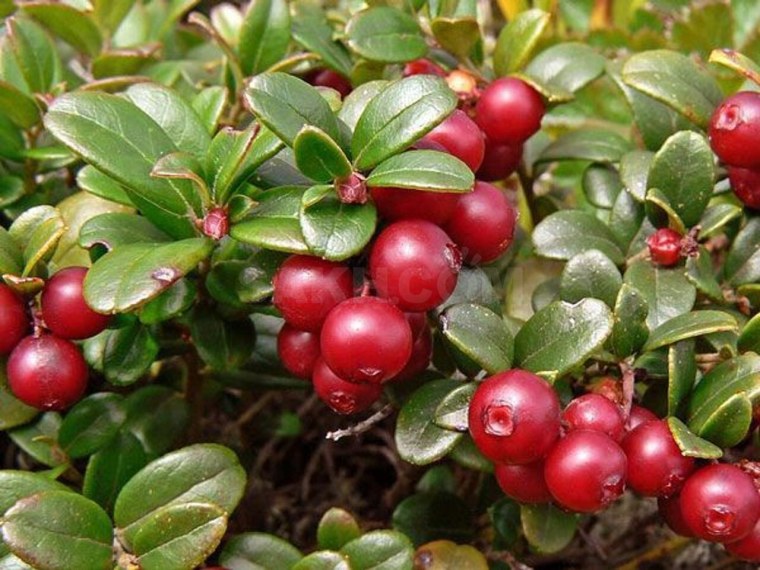 Сорт брусники костромичка