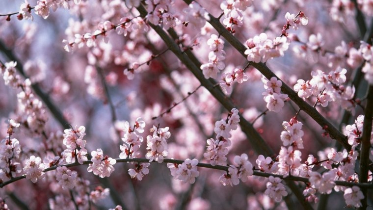 Черри блоссом май