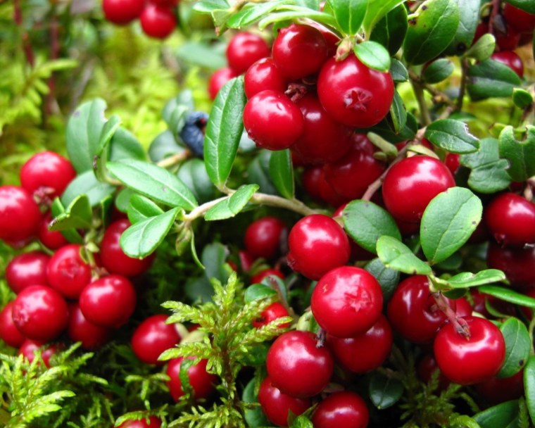 Клюква обыкновенная