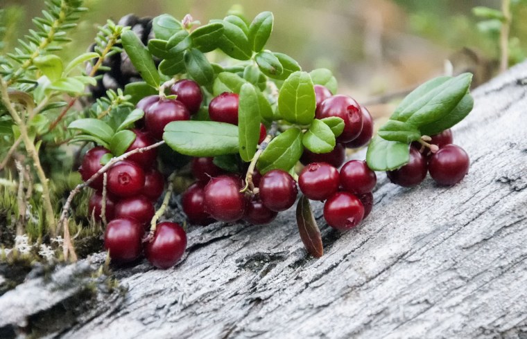 Колымская брусника