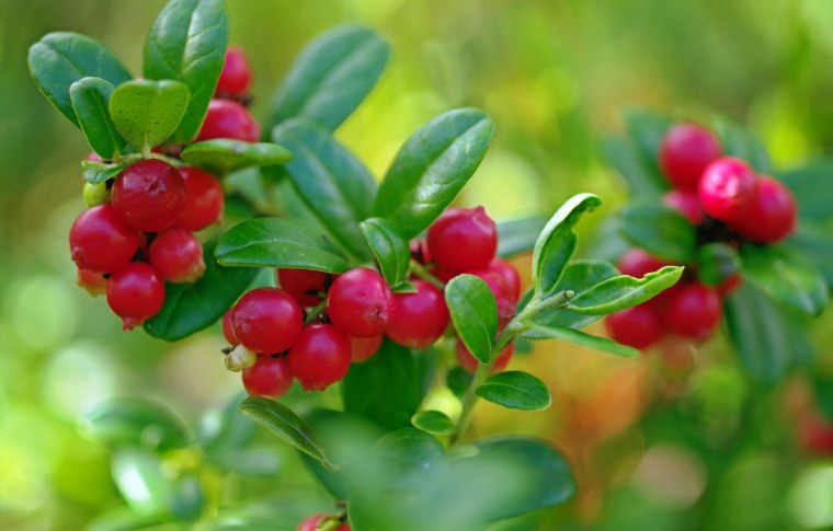 Лесные ягоды брусника