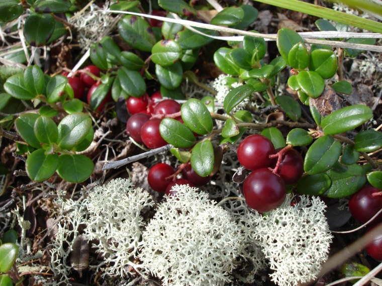 Брусника почвопокровная