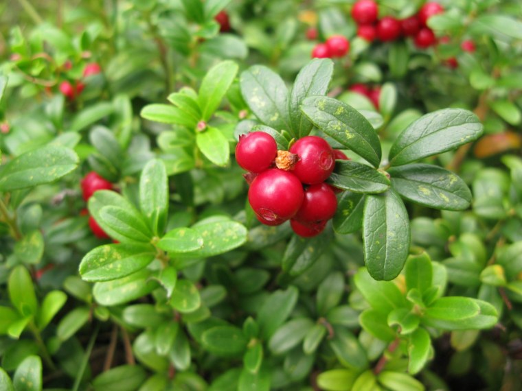 Брусника Лесная