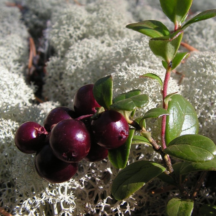 Брусника энтрозенге