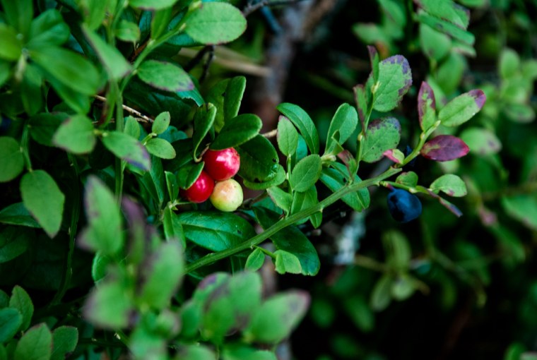 Побеги брусники обыкновенной