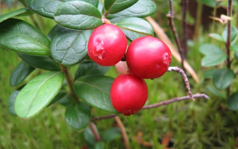 Брусника ягода