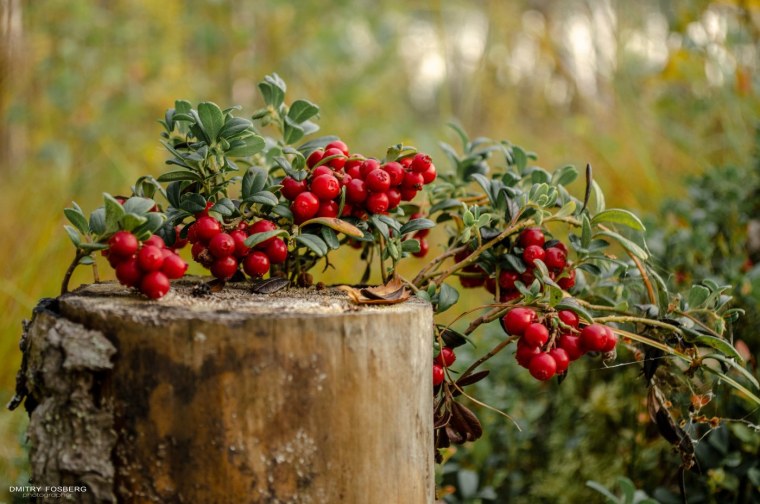 Брусника Мурманск