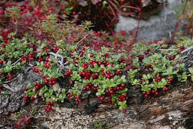 Vaccinium Vitis-idaea