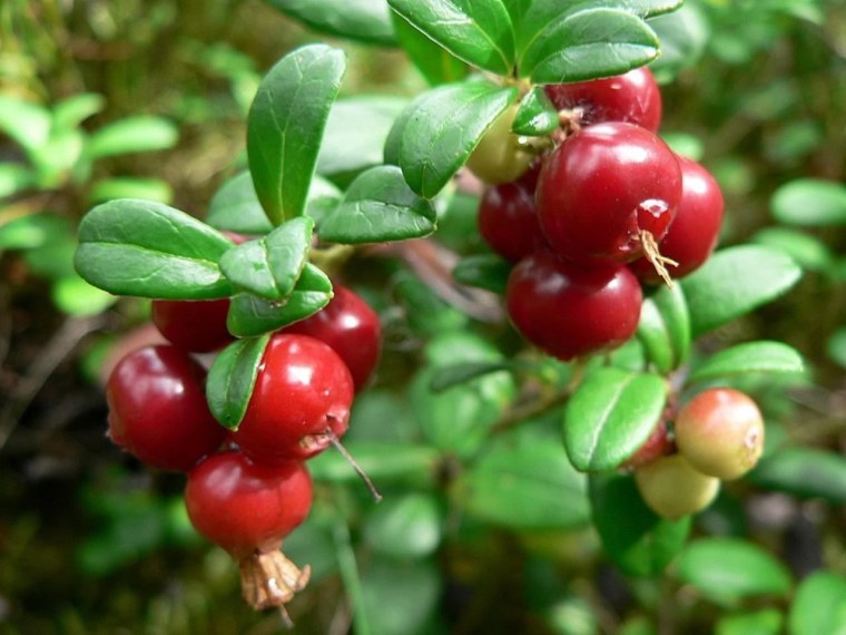 Брусника обыкновенная (Vaccinium Vitis-idaea)
