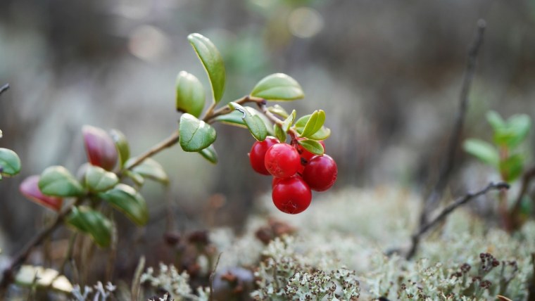 Клюква мелкоплодная