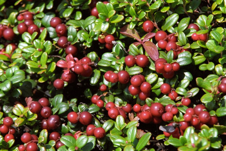 Брусника Эрнтезеген