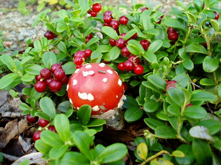 Брусника коралл р9