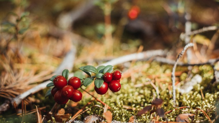 Брусника ягода