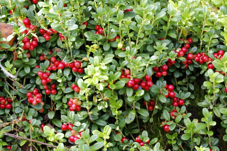 Кустарнички брусника