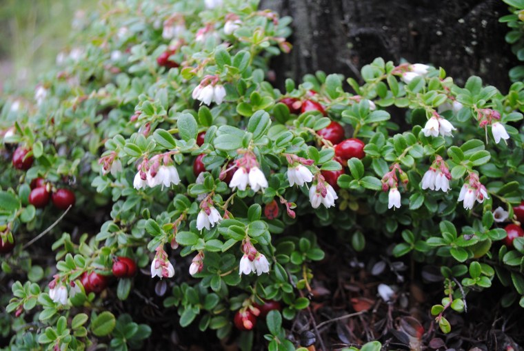 Брусника обыкновенная цветение