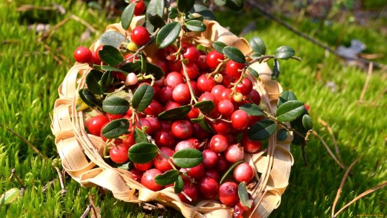 Ягода бессмертия брусника