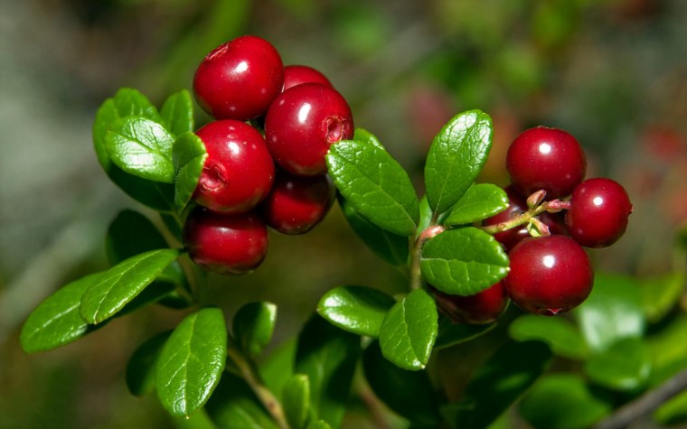 Брусника ред Перл