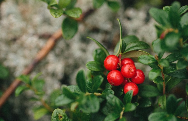 Брусника Сибирская