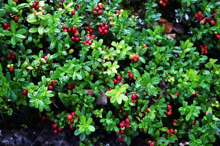 Брусника ЛРС