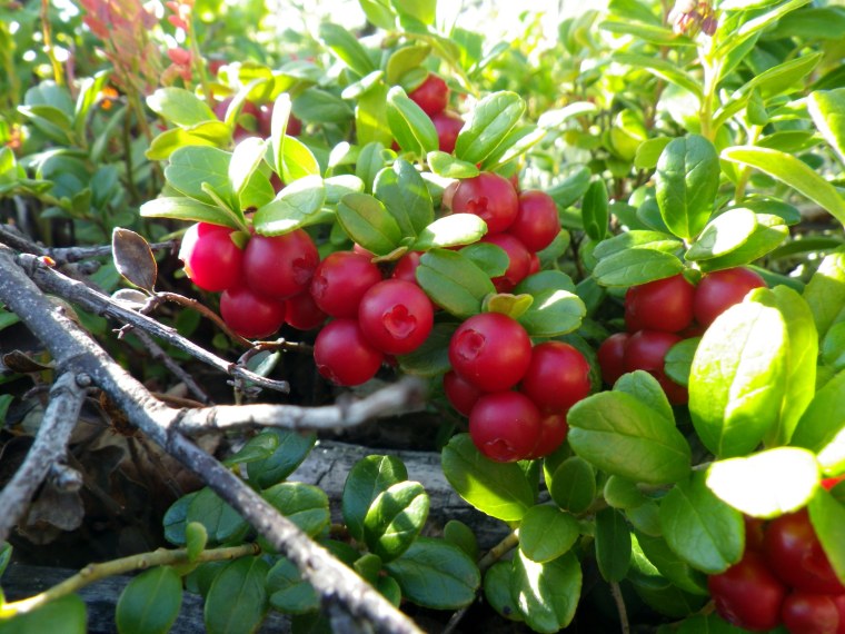 Брусника черника голубика