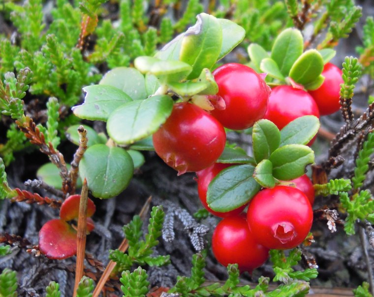 Vaccinium Vitis-idaea Red Pearl