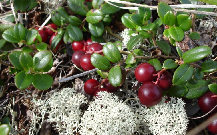 Брусника кустарник