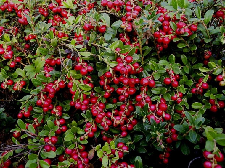 Брусника Садовая коралл