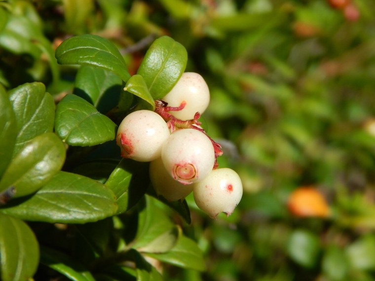 Брусника Неспелая