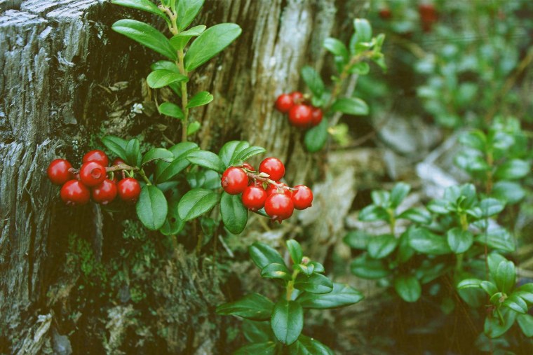 Лесные ягоды брусника