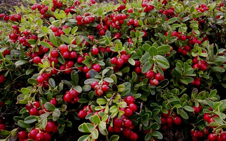 Брусника (Vaccinium Vitis idaea l.)