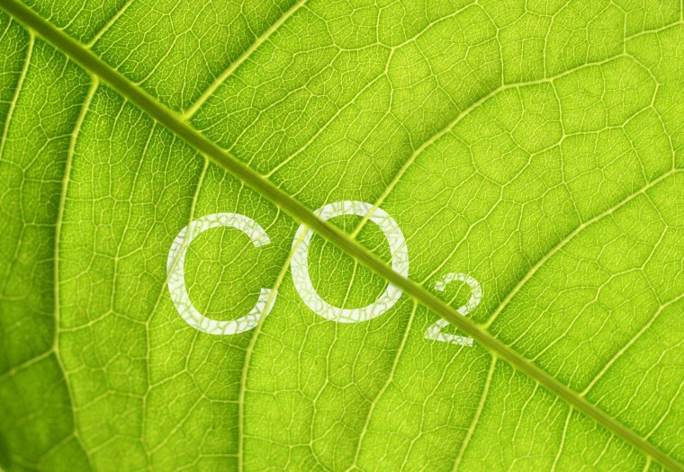 Поглощение co2 растениями