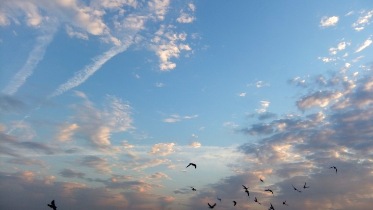 Птицы в небе