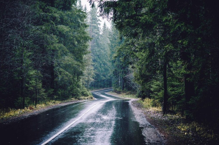 Лес после дождя