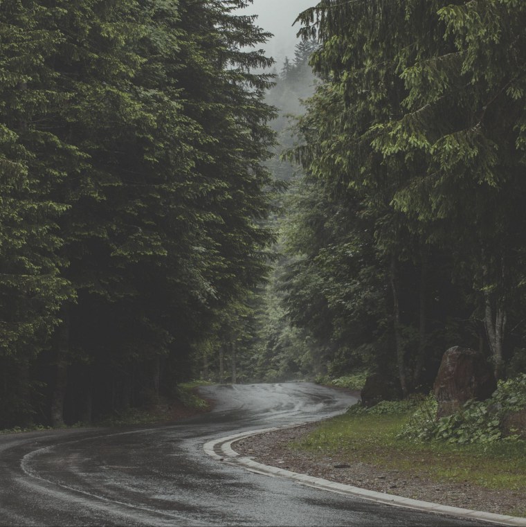 Лес после дождя