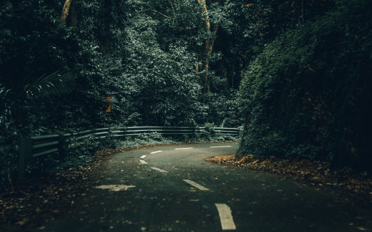 Дождливый лес обои