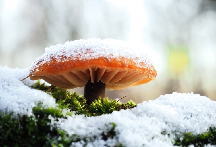 Макросъемка зима