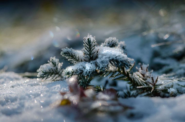Макросъемка зимой
