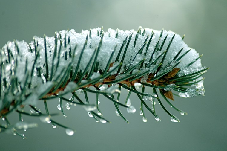 Зимняя ветка