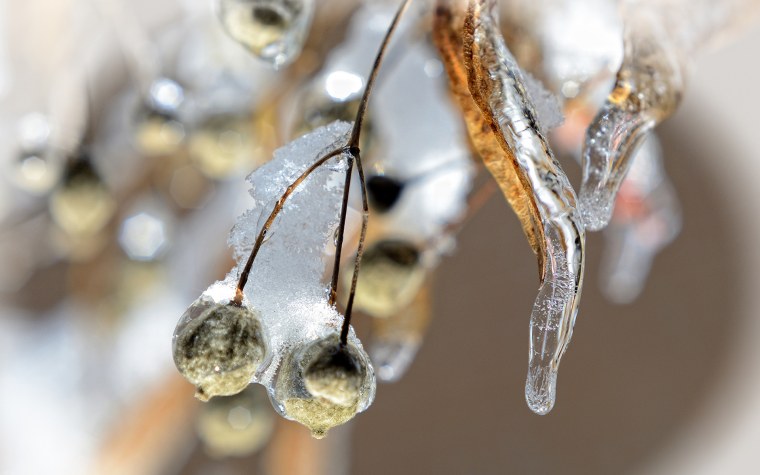 Макросъемка зимой