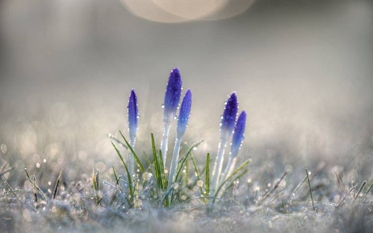 Цветы в снегу