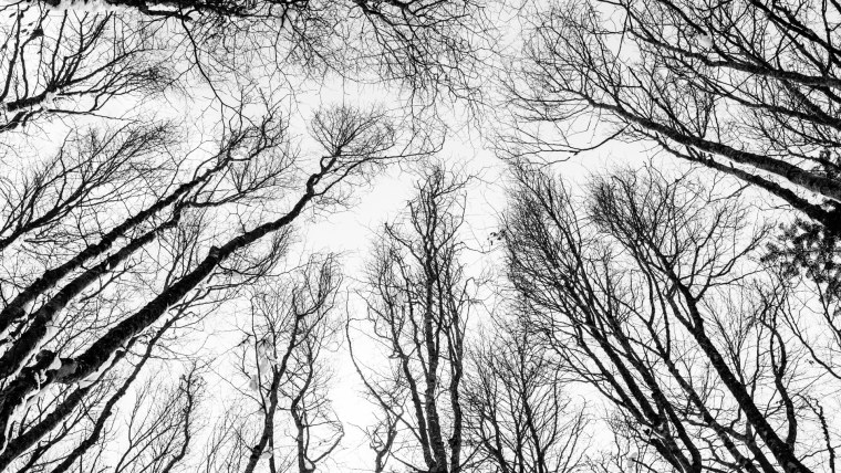 Мрачные ветки деревьев